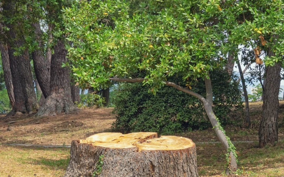 When to Remove a Tree from Your Property