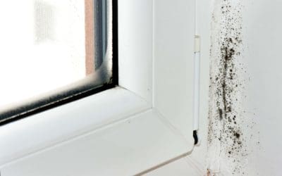 Simple Steps to Prevent Mold Growth in Your Home